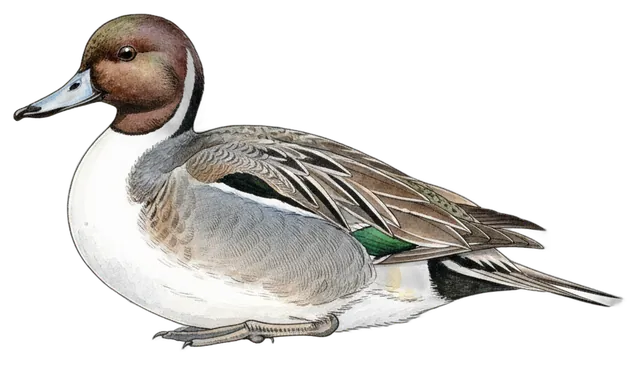 Northern Pintail