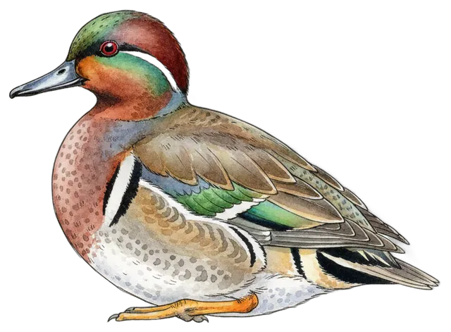 Green-winged Teal