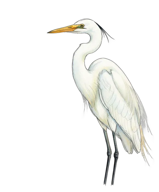 Great Egret