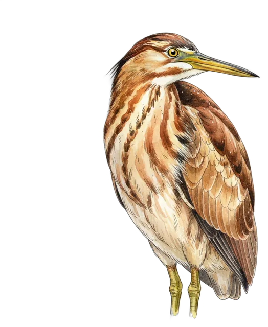 American Bittern