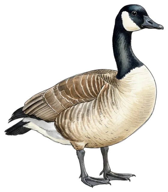 Canada Goose