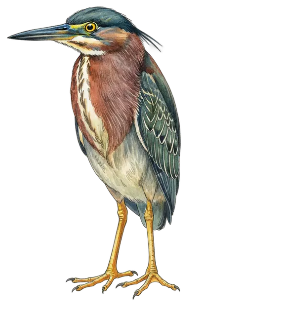 Green Heron