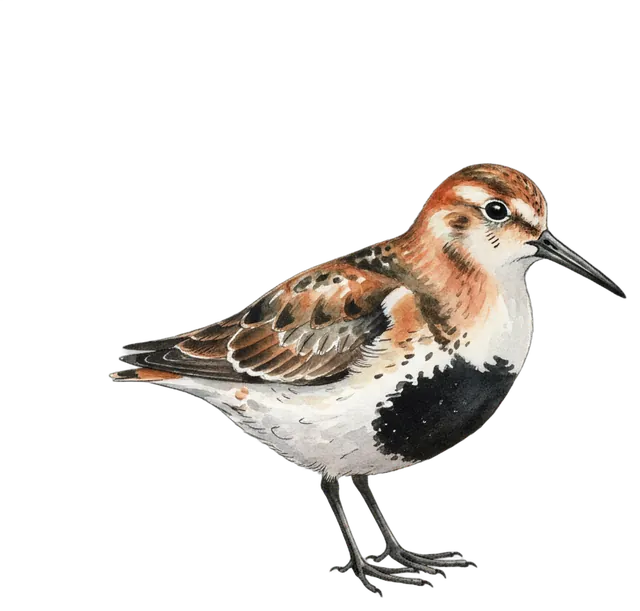 Dunlin