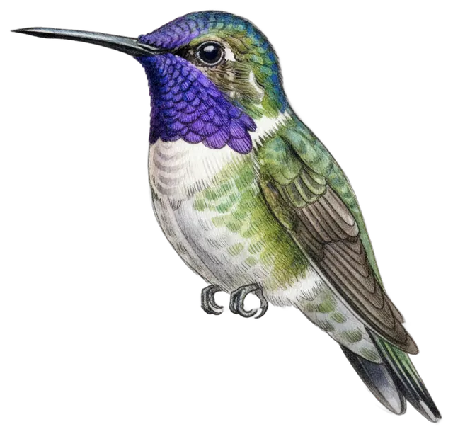 Costa's Hummingbird