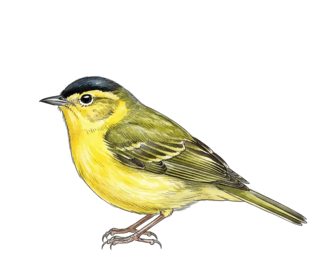 Wilson's Warbler