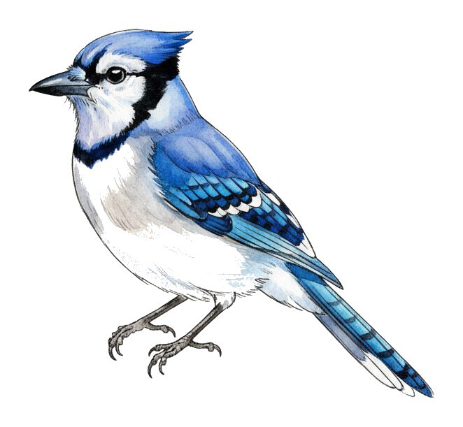 Blue Jay watercolor illustration