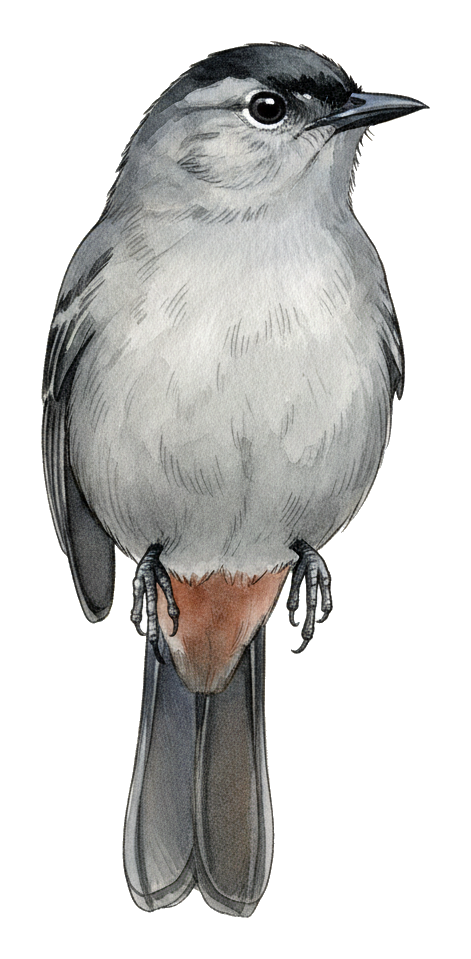 Grey Catbird watercolor illustration