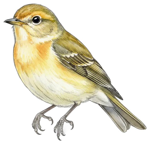 Western Flycatcher