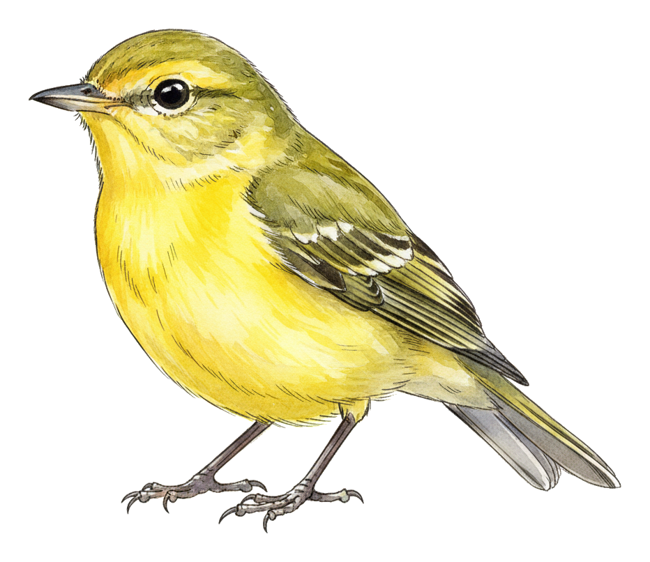 Yellow-bellied Flycatcher watercolor illustration