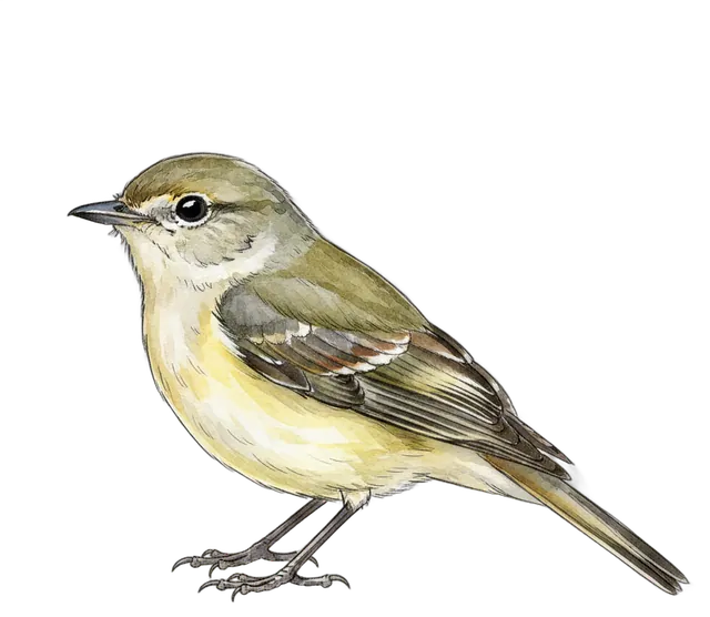 Hammond's Flycatcher