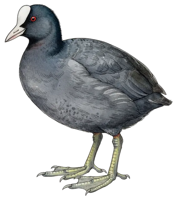 Eurasian Coot