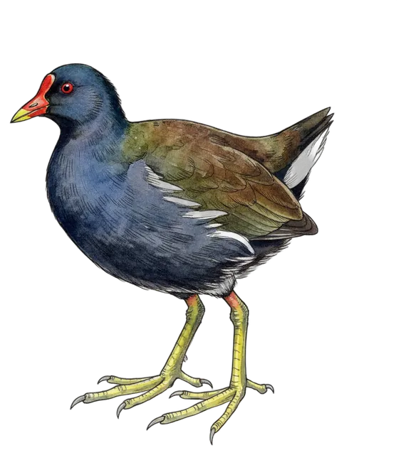 Common Moorhen