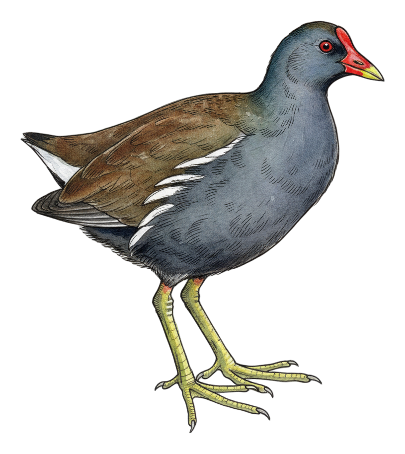 Common Gallinule