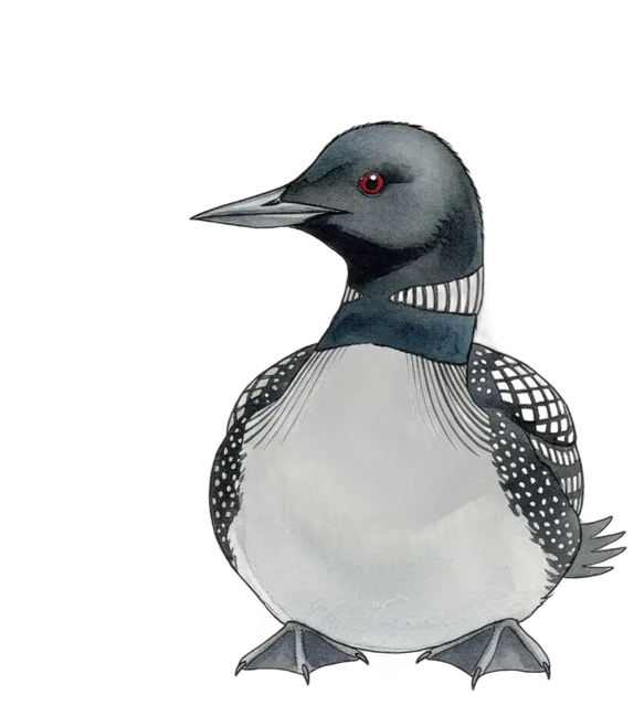 Loons