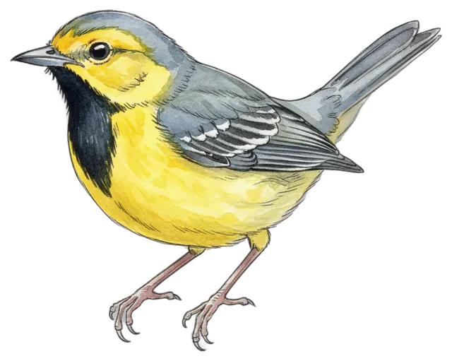 Kentucky Warbler