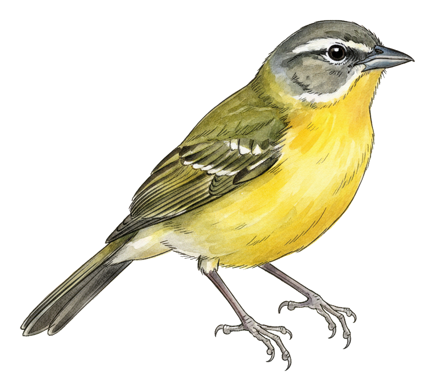 Yellow-breasted Chat watercolor illustration
