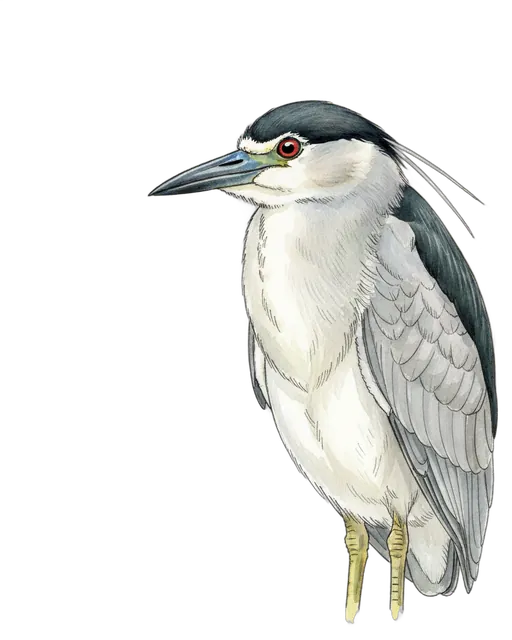 Black-crowned Night Heron