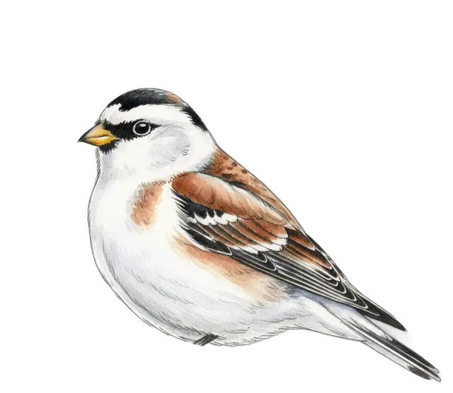 Snow Bunting