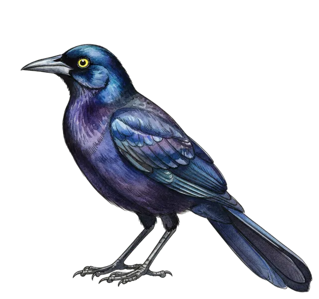Great-tailed Grackle