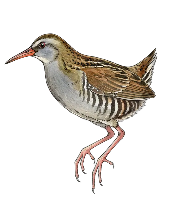 Water Rail