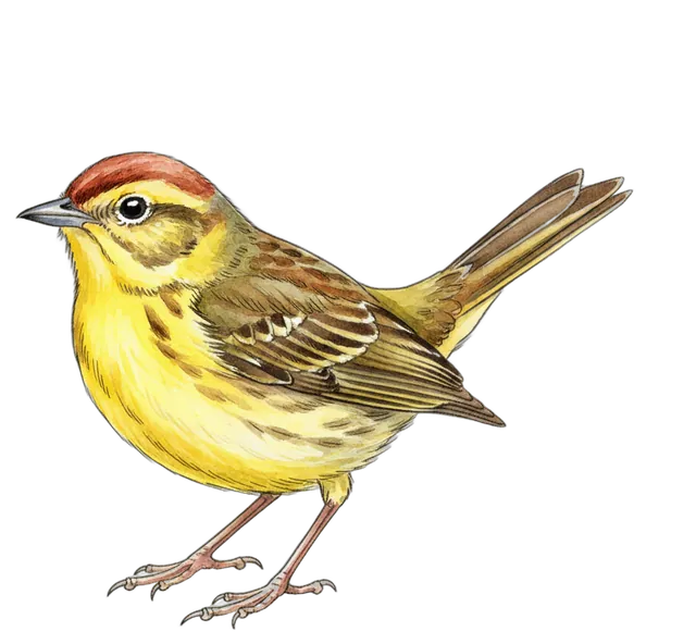 Palm Warbler