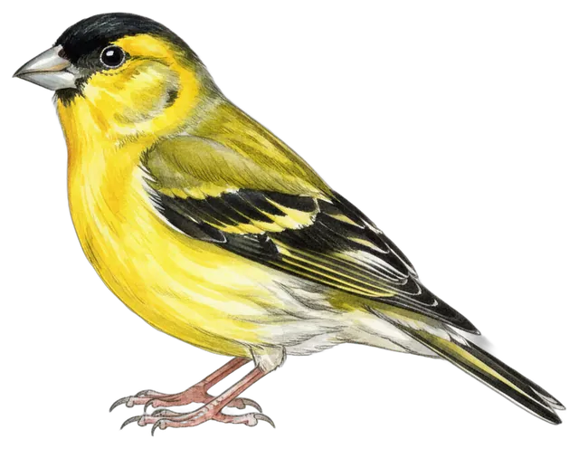 Lesser Goldfinch