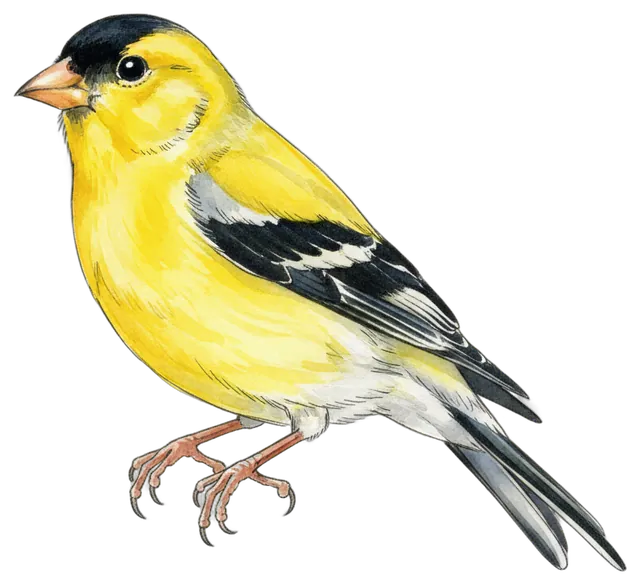 American Goldfinch