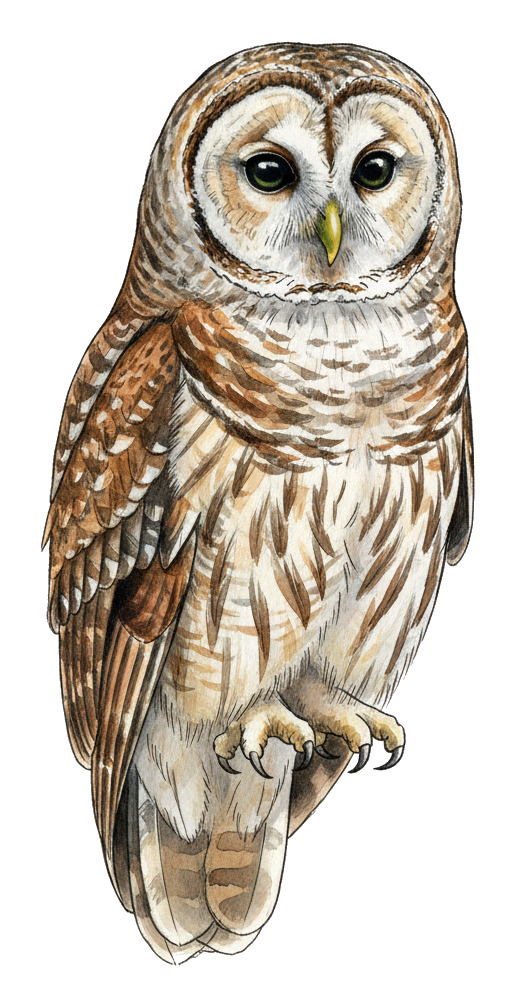 Barred Owl watercolor illustration