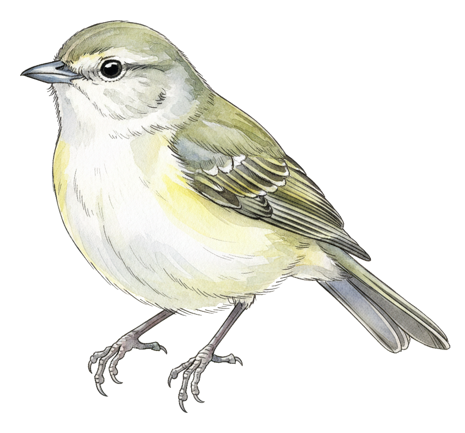 Warbling Vireo watercolor illustration