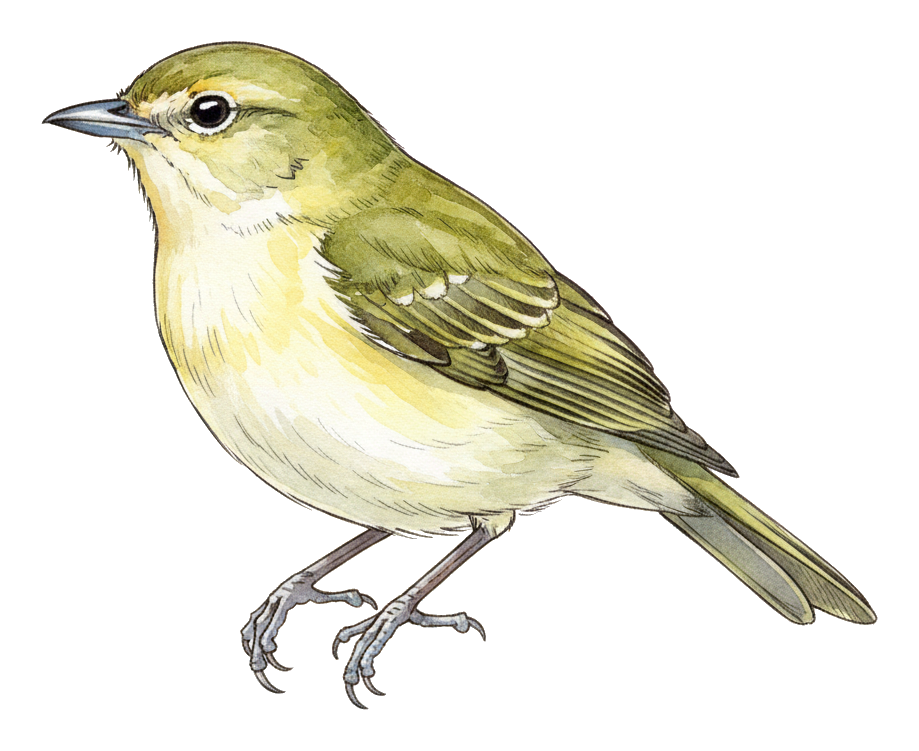 Hutton's Vireo