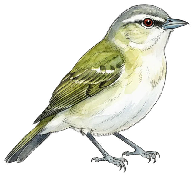 Red-eyed Vireo